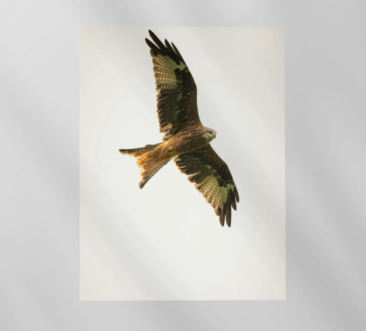 flying eagle backlit folie van juli