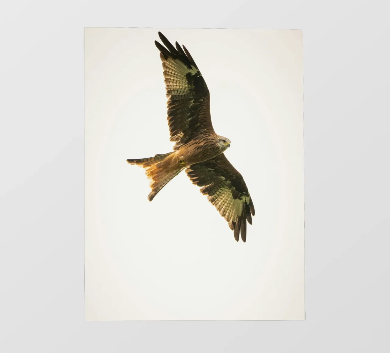 flying eagle backlit folie van juli