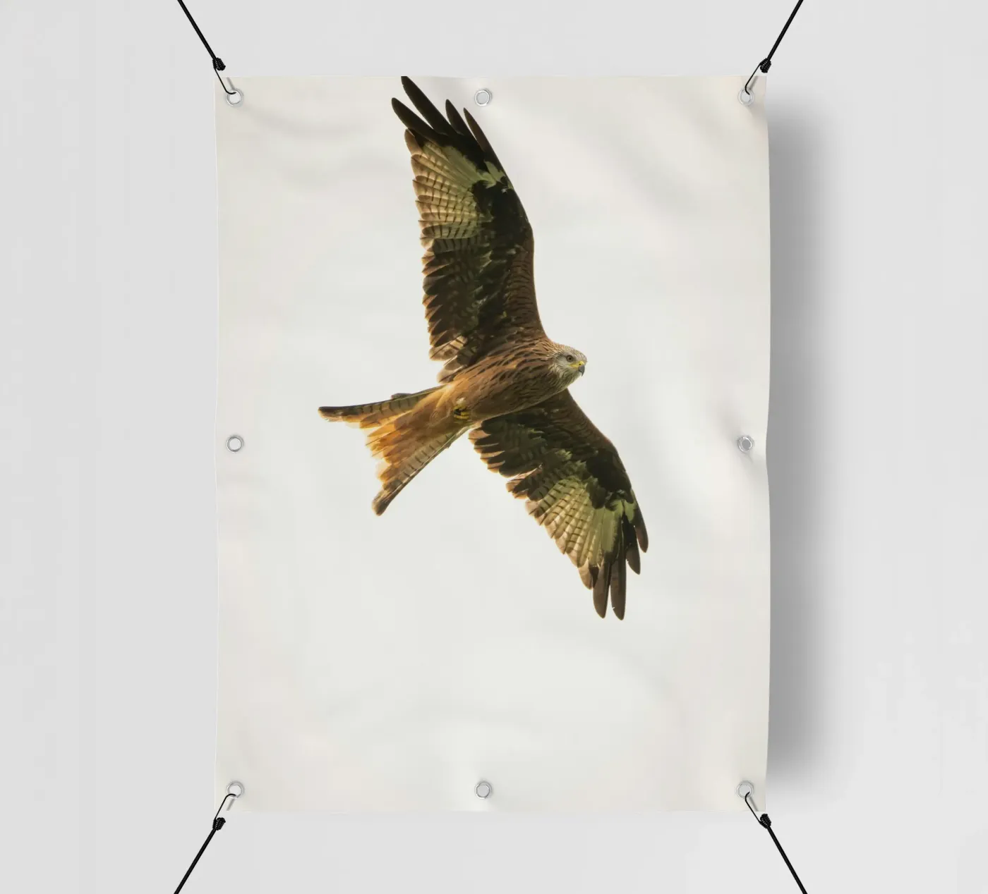 flying eagle telo in pvc da juli