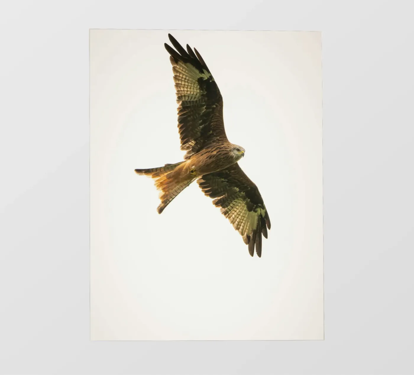 flying eagle bâche pvc de juli