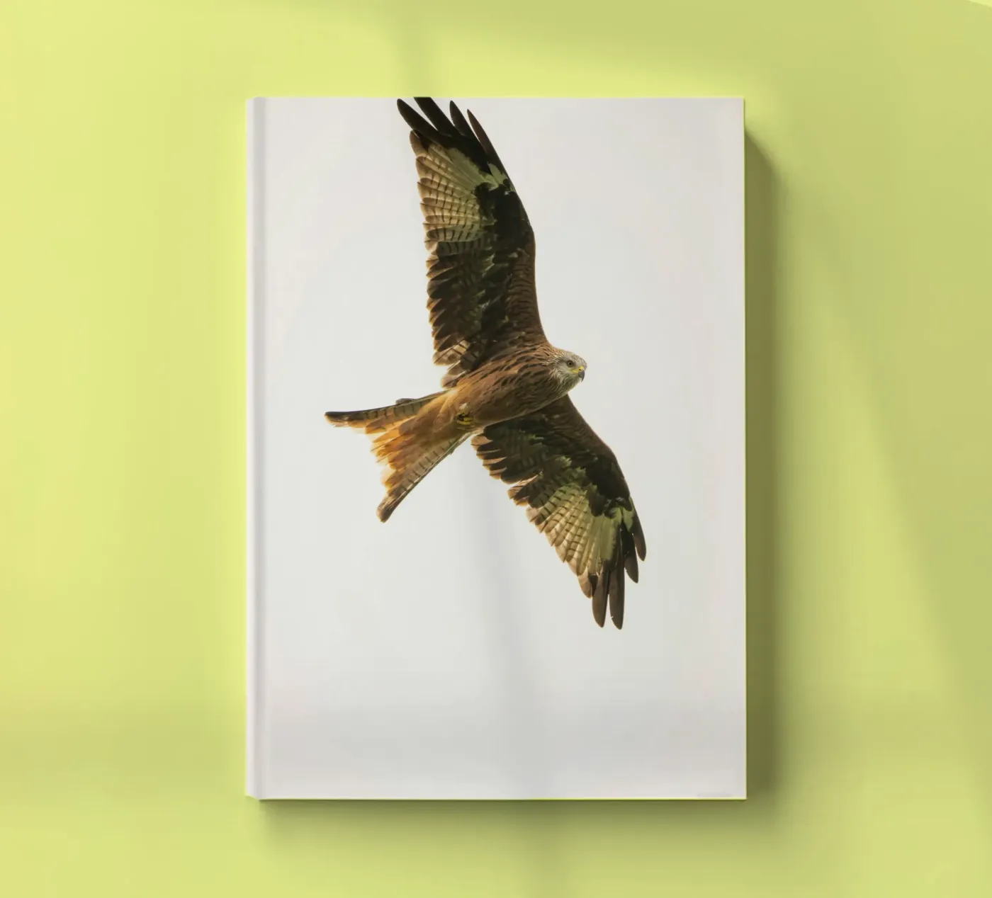 flying eagle notebook by juli