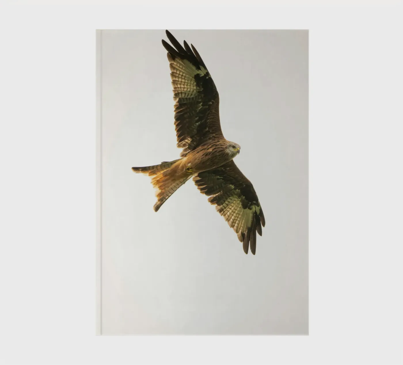 flying eagle notebook by juli