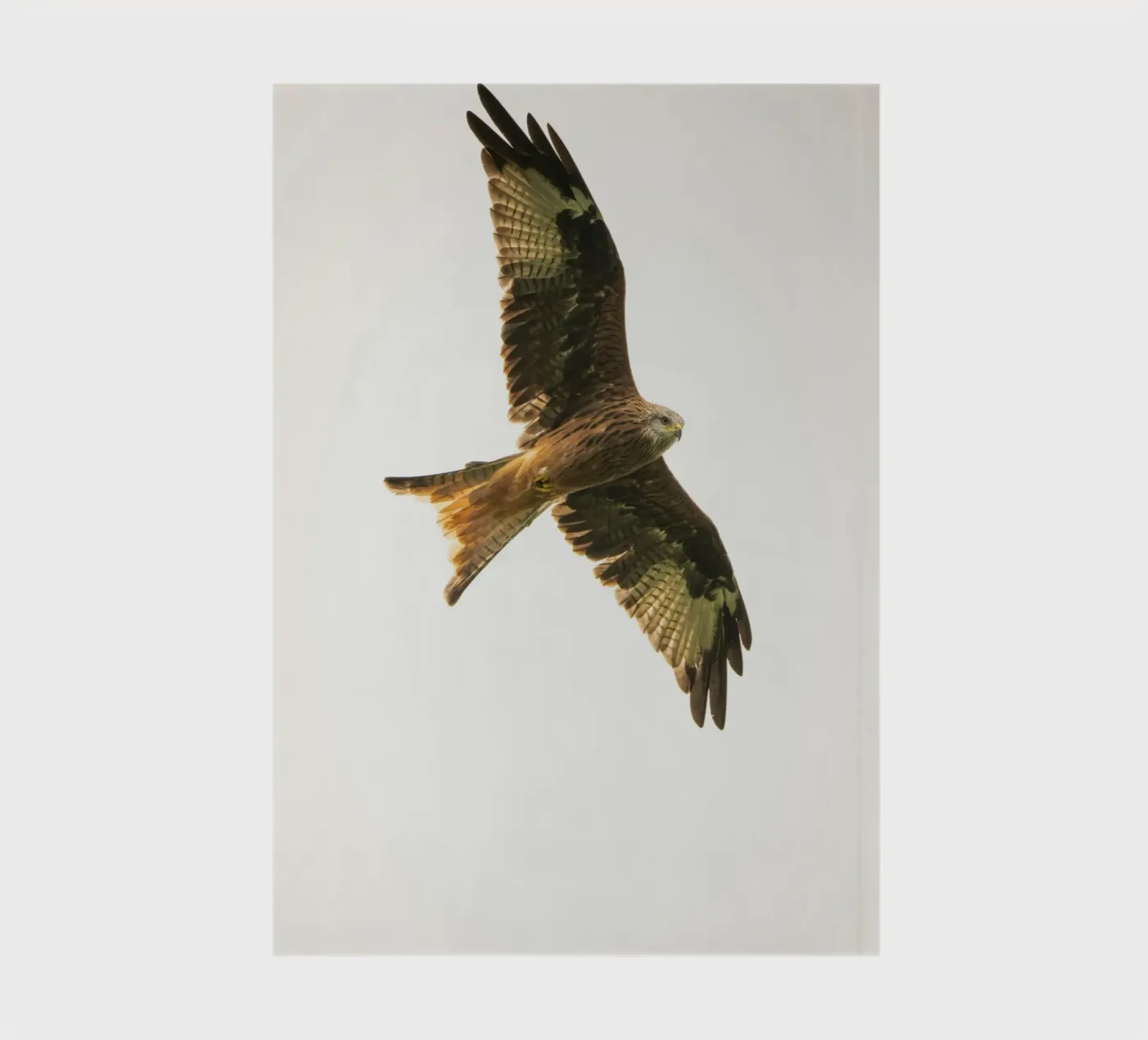 flying eagle notebook by juli
