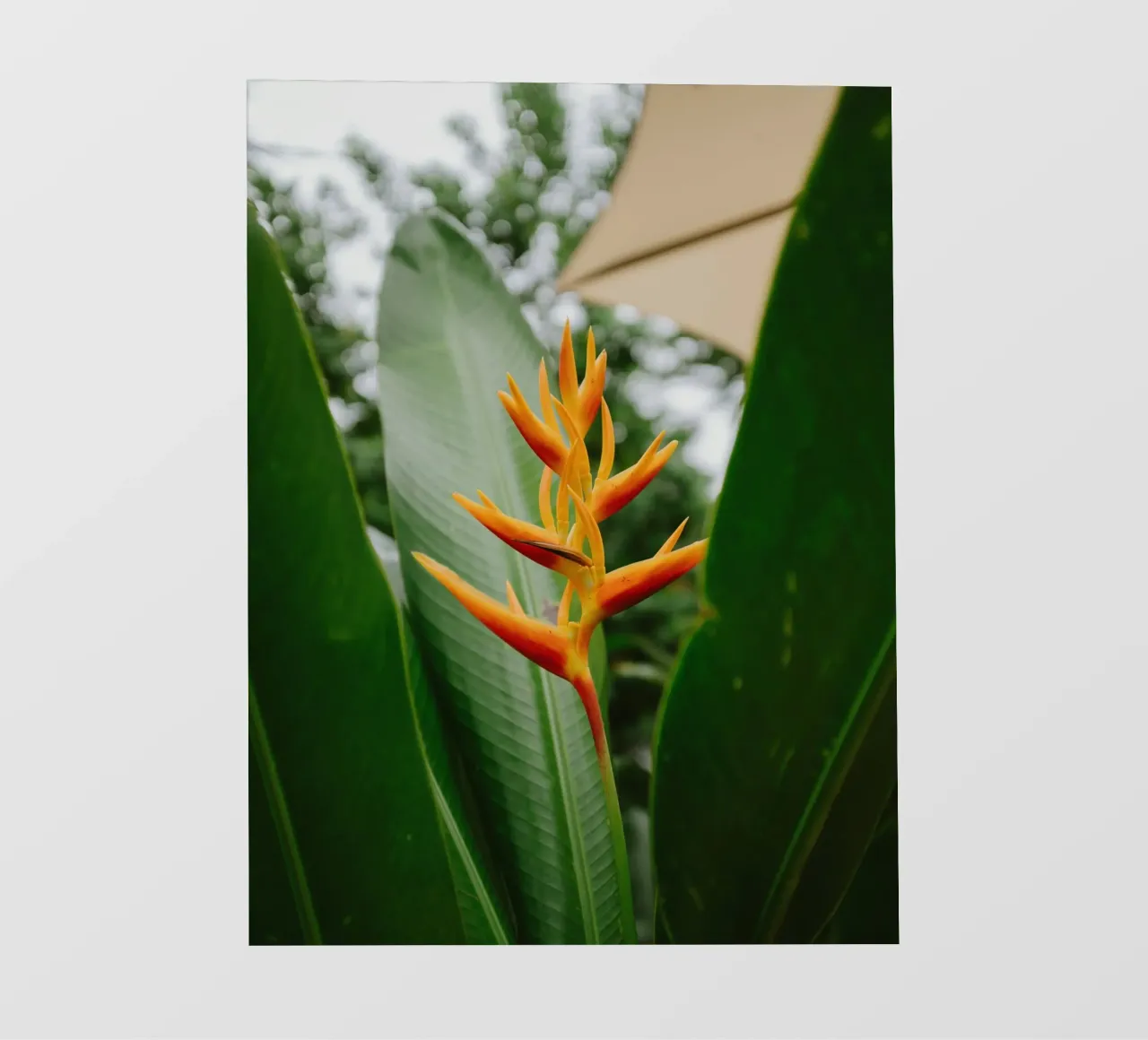 flower in leaf telo in pvc da juli