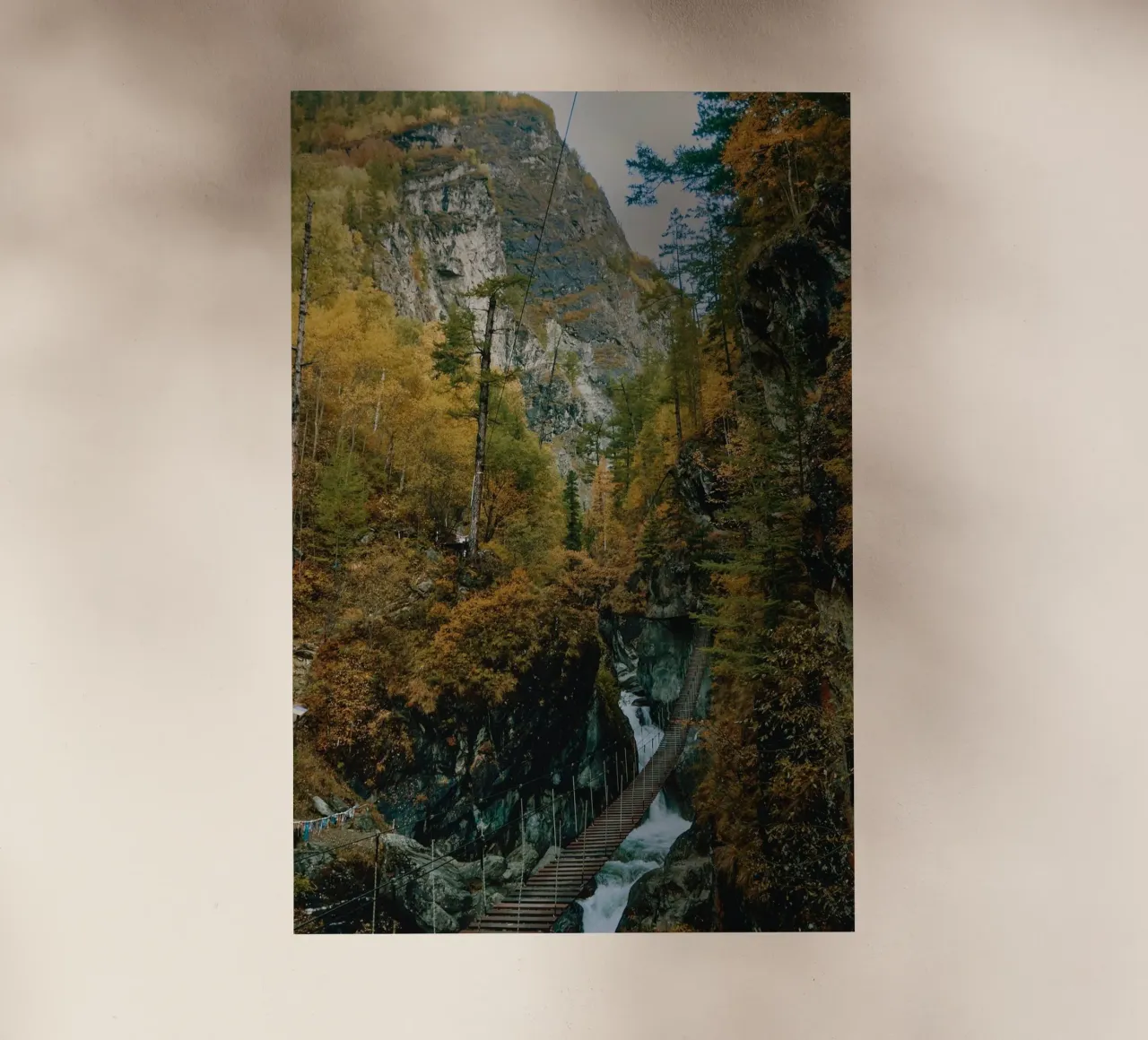 bridge flow in forest pellicola backlit da juli