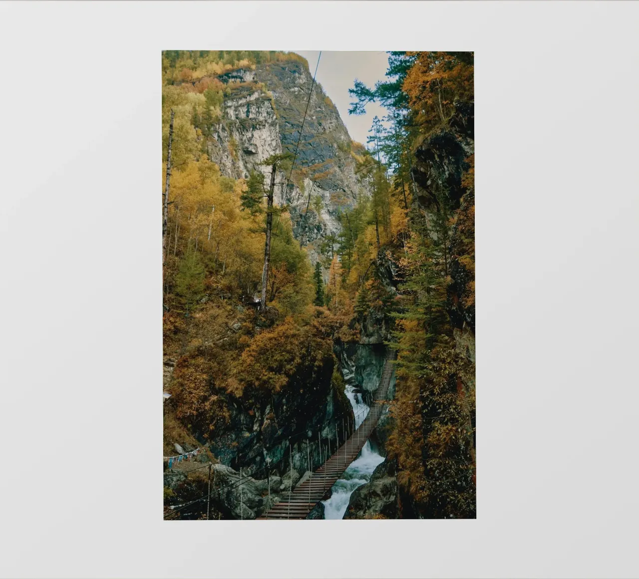 bridge flow in forest pellicola backlit da juli