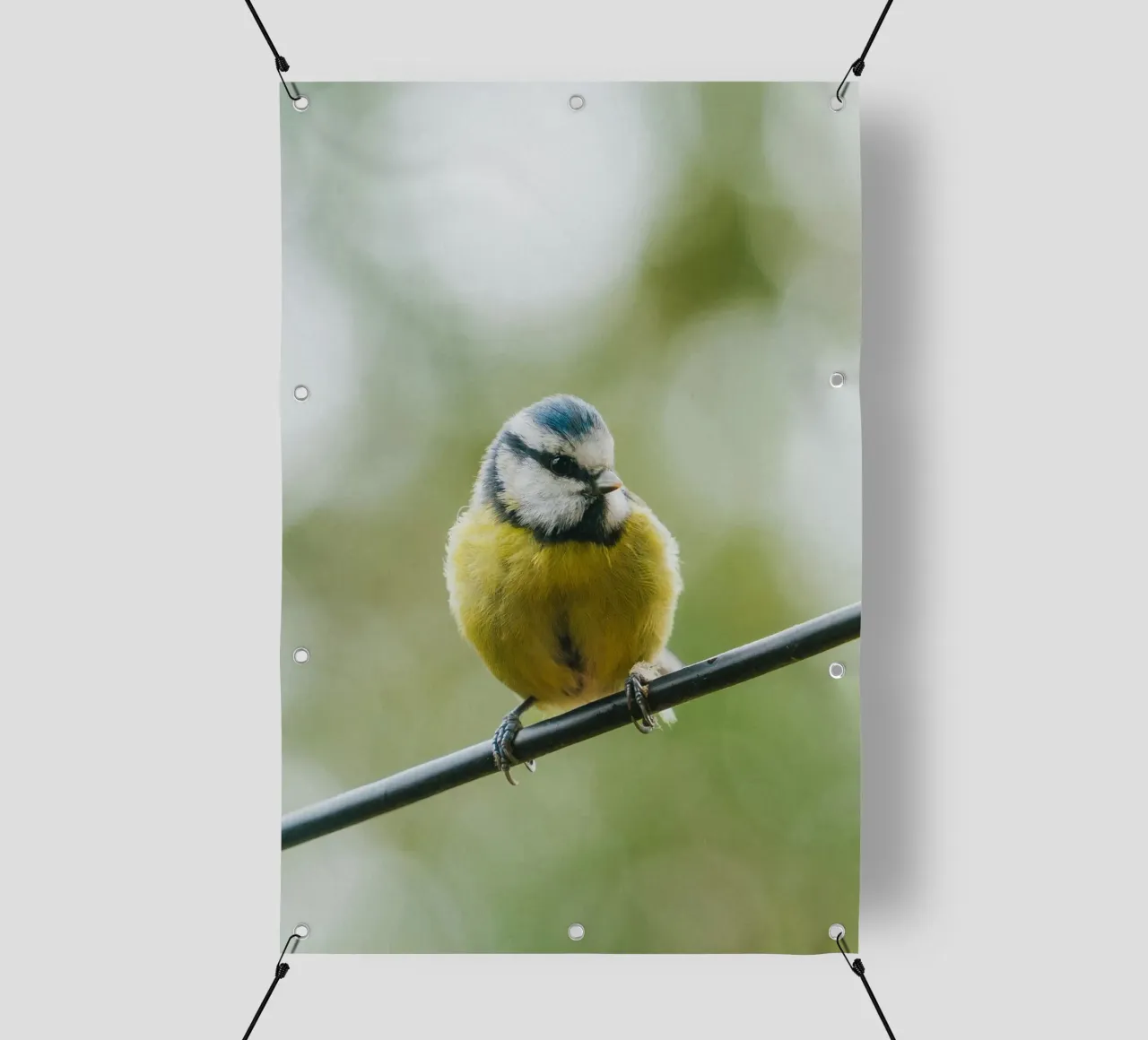 bird on the branch telo in pvc da juli