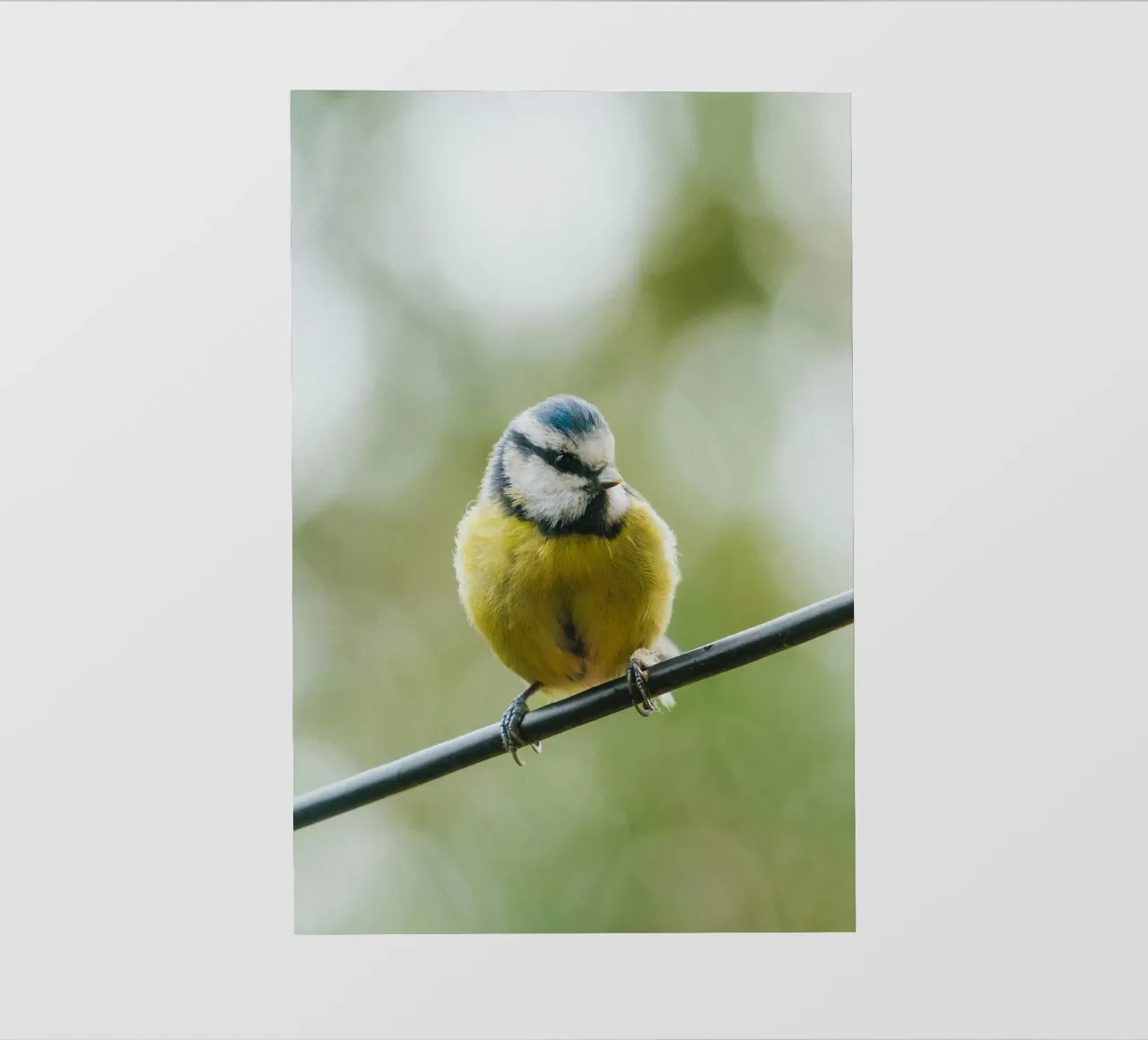 bird on the branch telo in pvc da juli