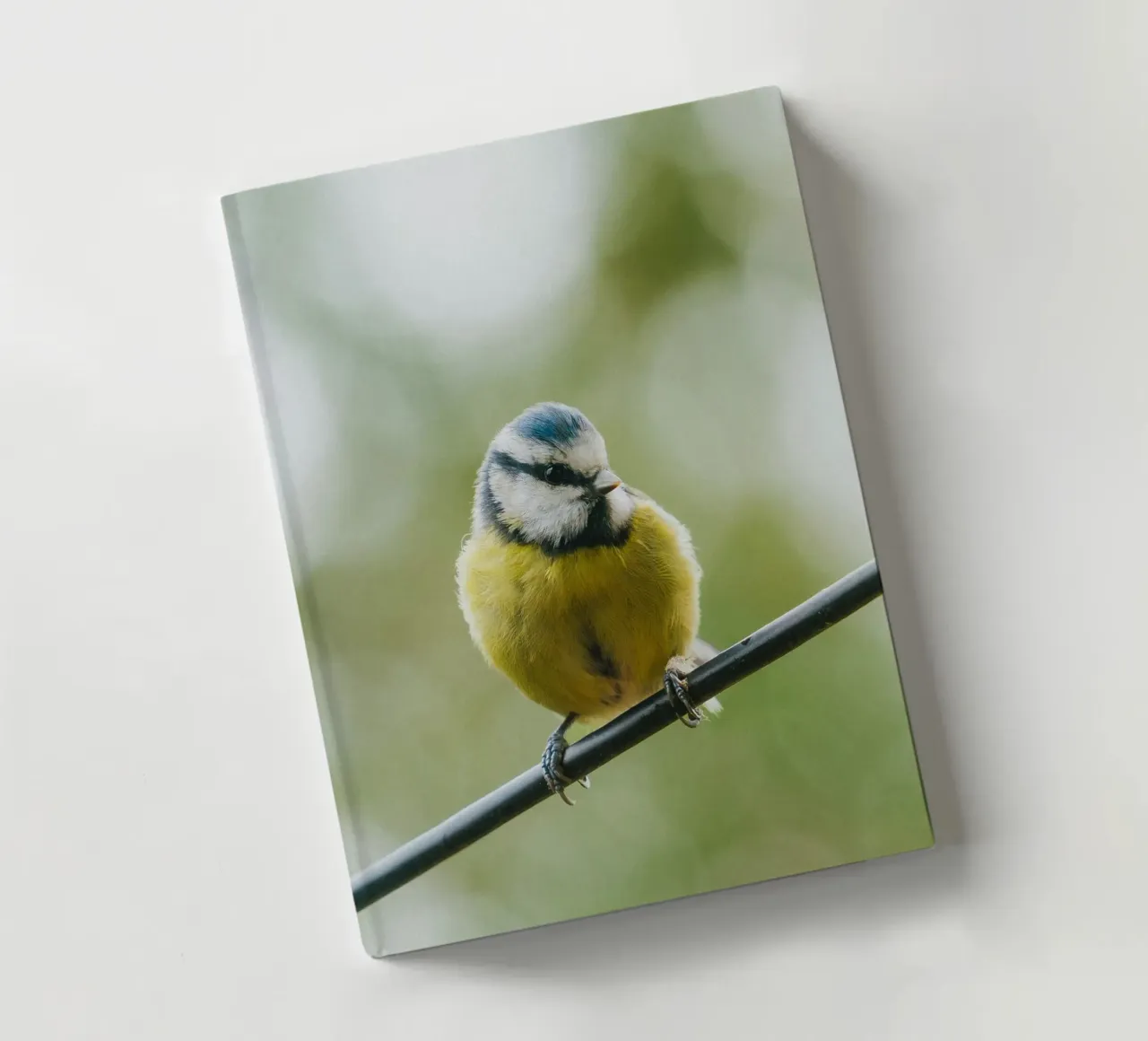 bird on the branch diario da juli