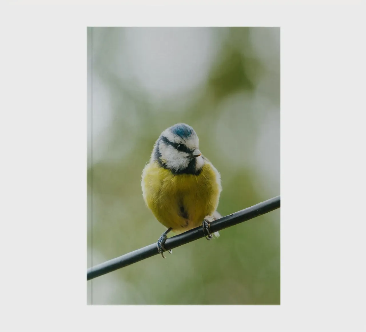 bird on the branch diario da juli
