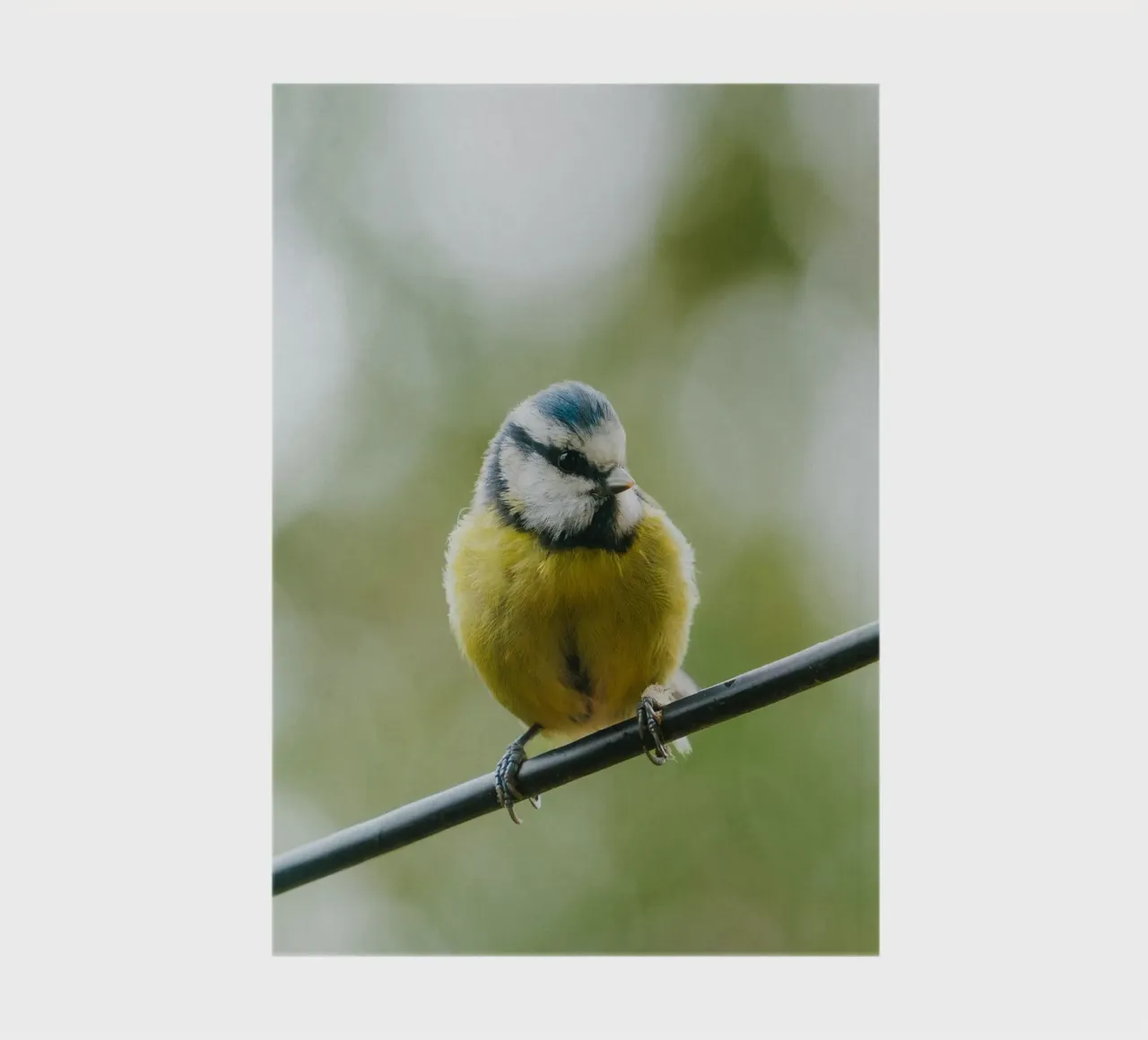 bird on the branch diario da juli