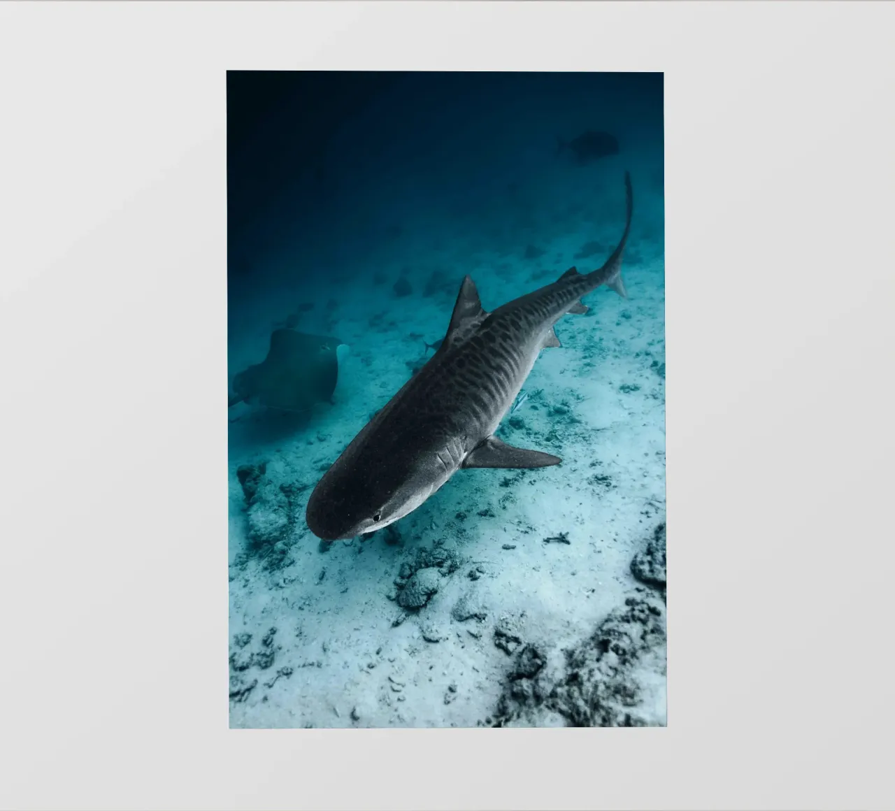 shark inside the ocean telo in pvc da juli