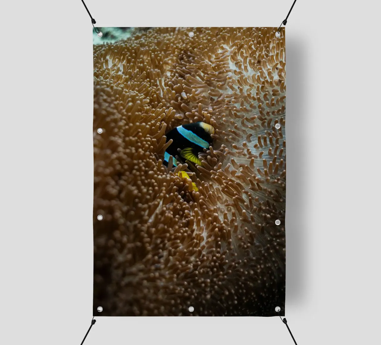 fish lying in the sea telo in pvc da juli