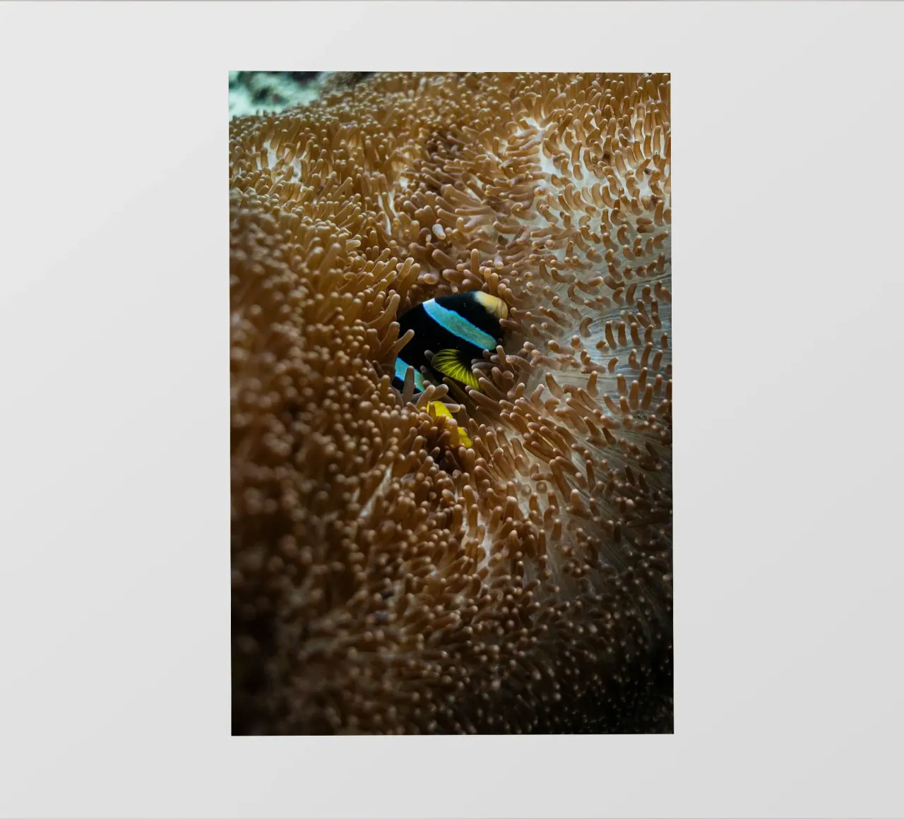 fish lying in the sea telo in pvc da juli