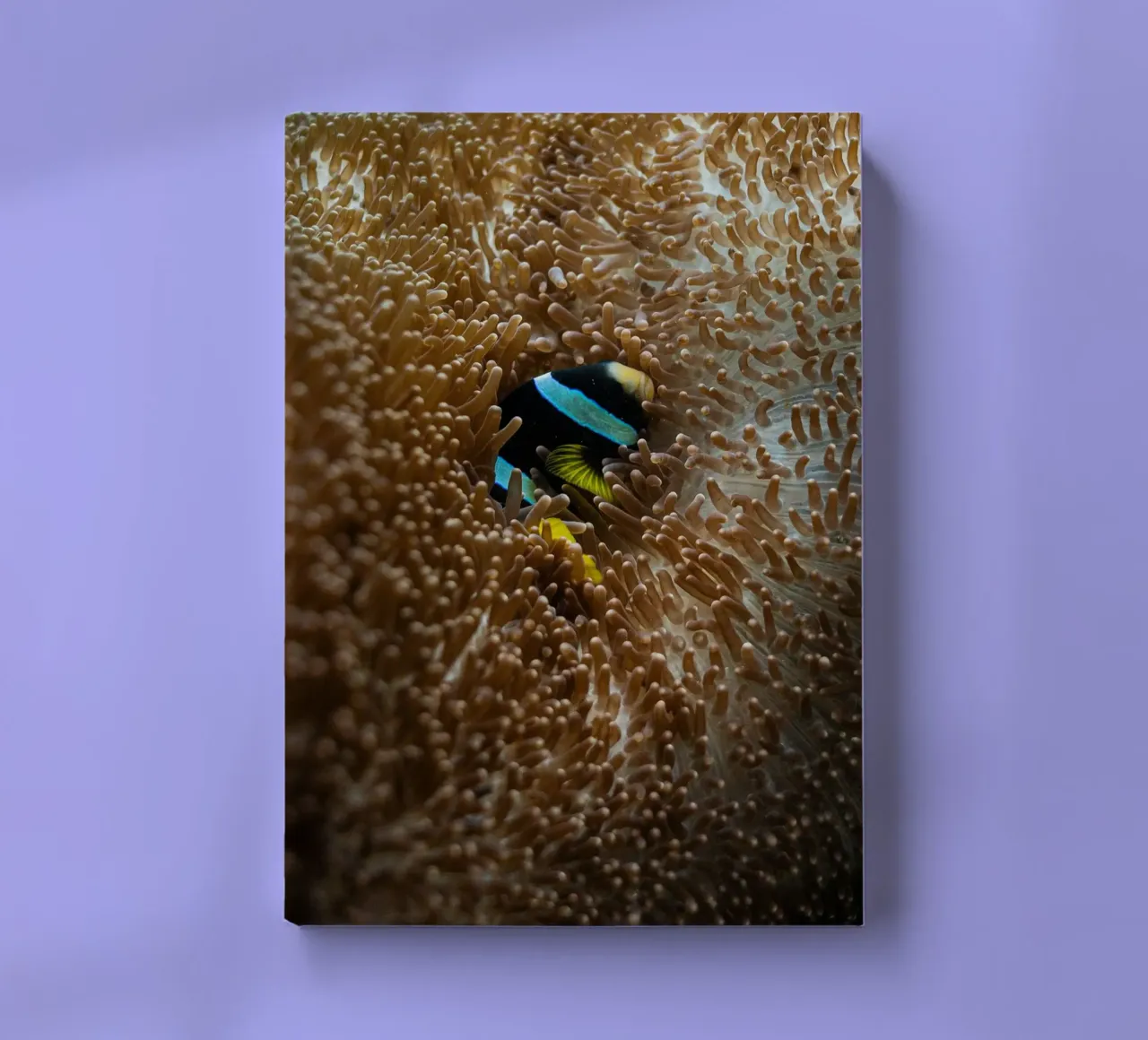 fish lying in the sea diario da juli