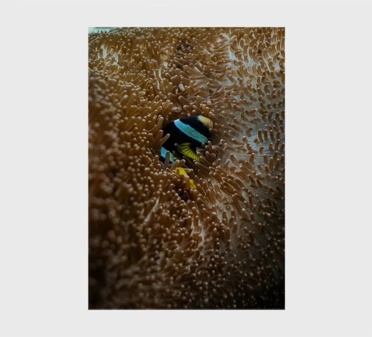 fish lying in the sea diario da juli