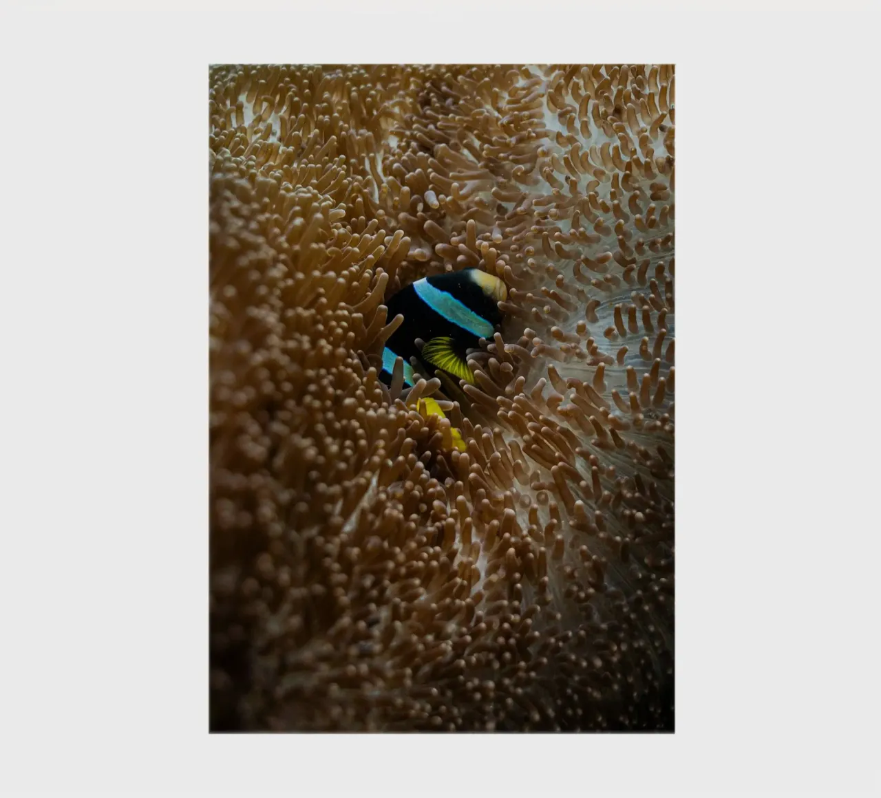 fish lying in the sea diario da juli
