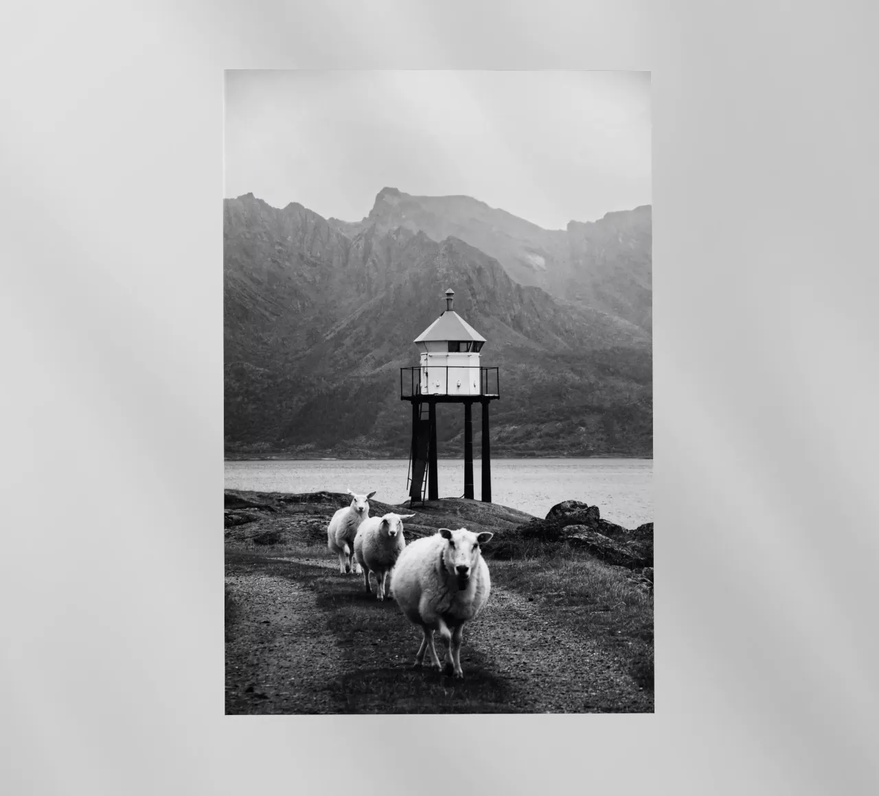 Three sheep on the Lofoten Islands pellicola backlit da Fjöllart