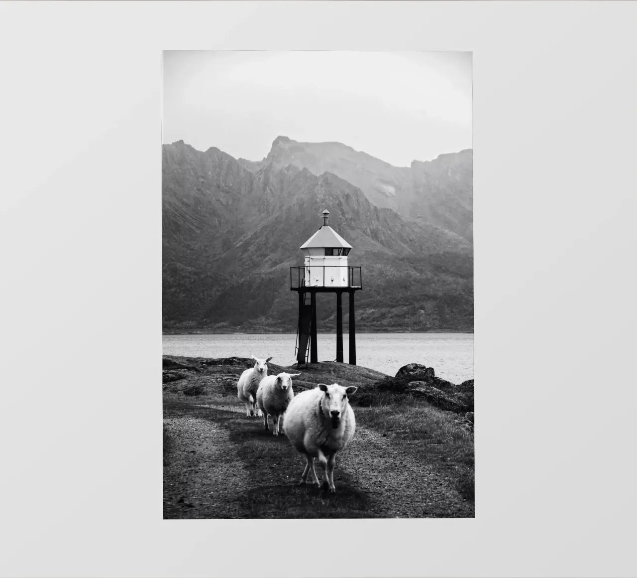 Three sheep on the Lofoten Islands telo in pvc da Fjöllart