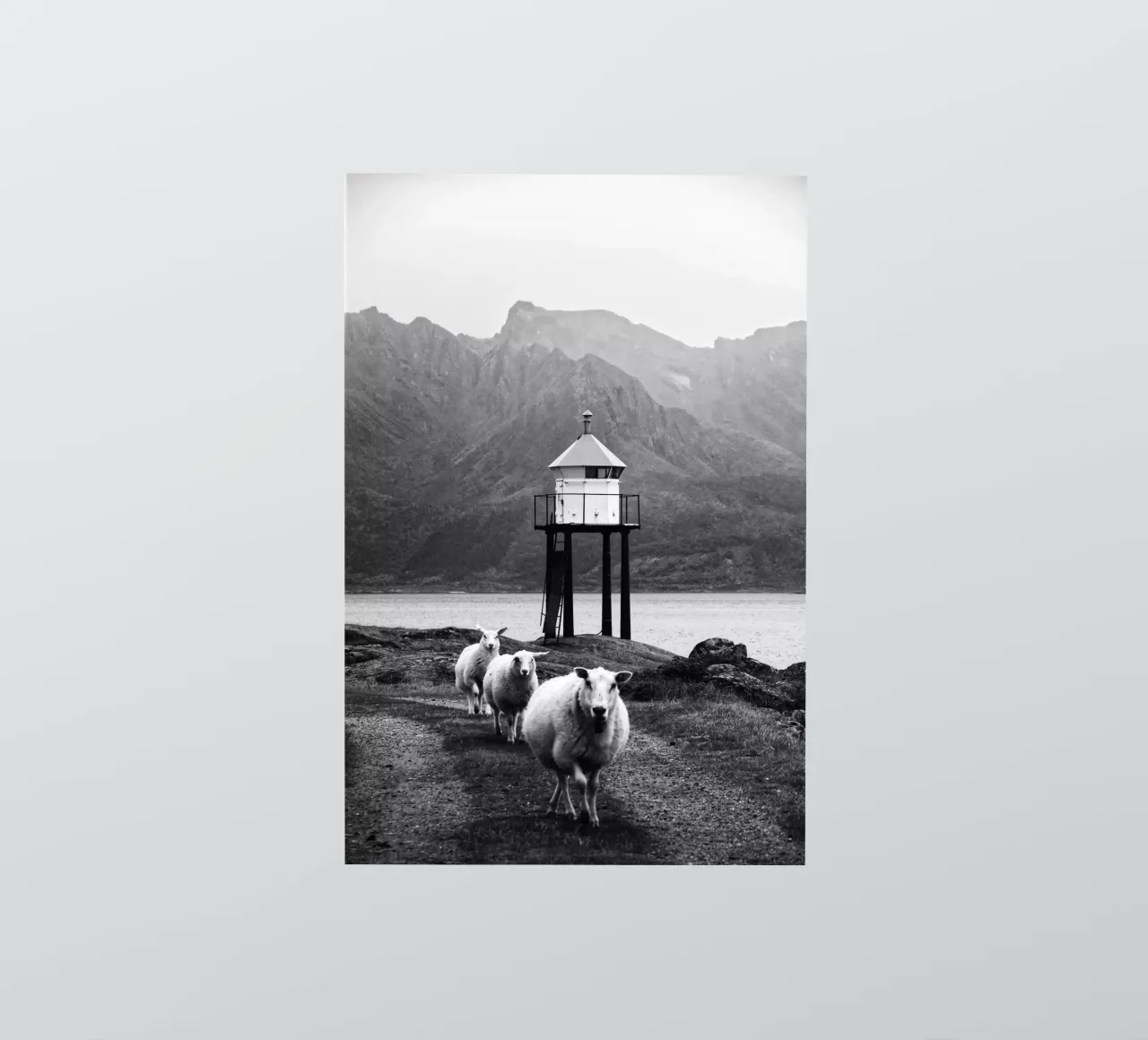 Three sheep on the Lofoten Islands sticker by Fjöllart