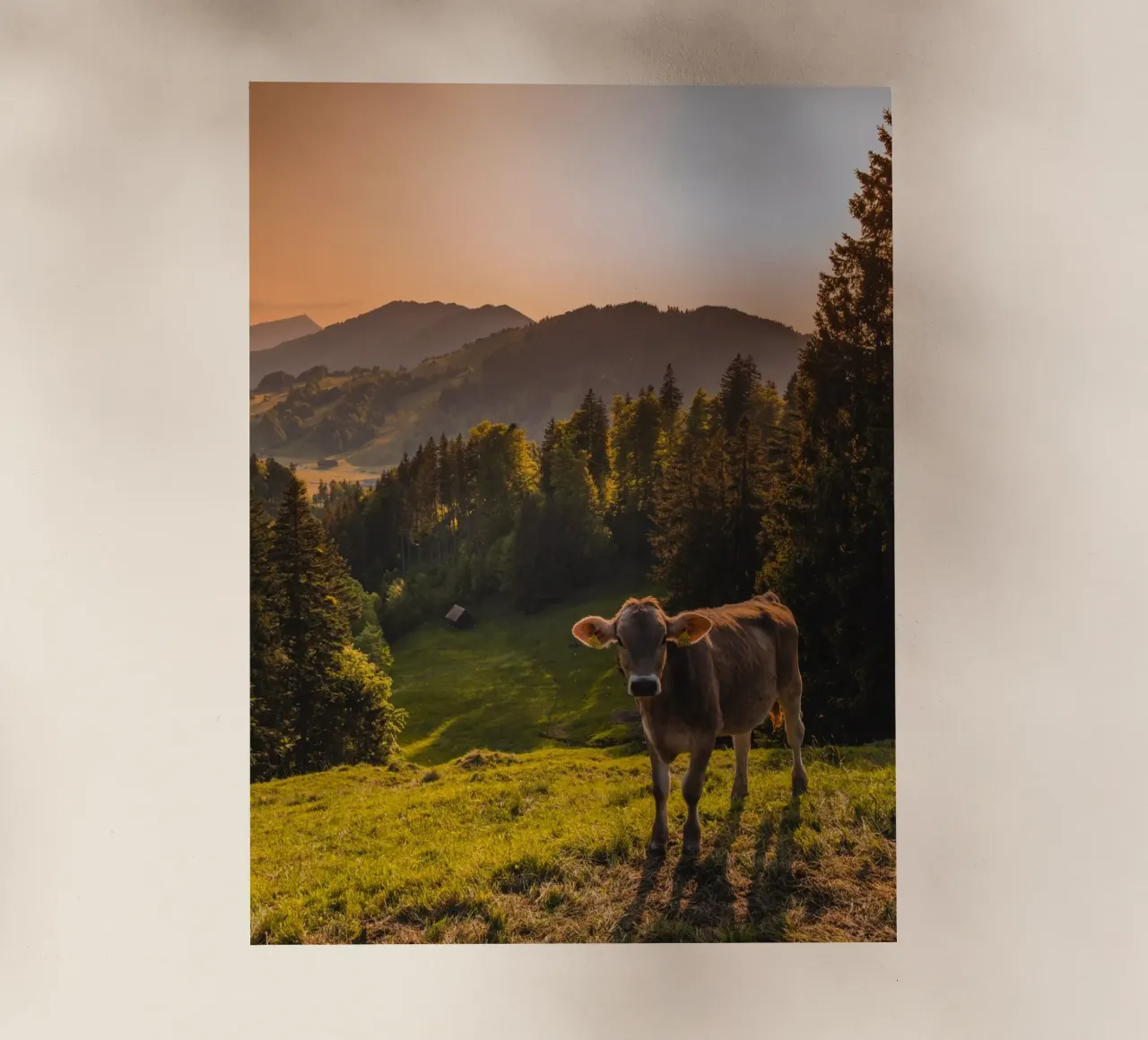 Mucca al tramonto pellicola backlit da Marcel Bisig