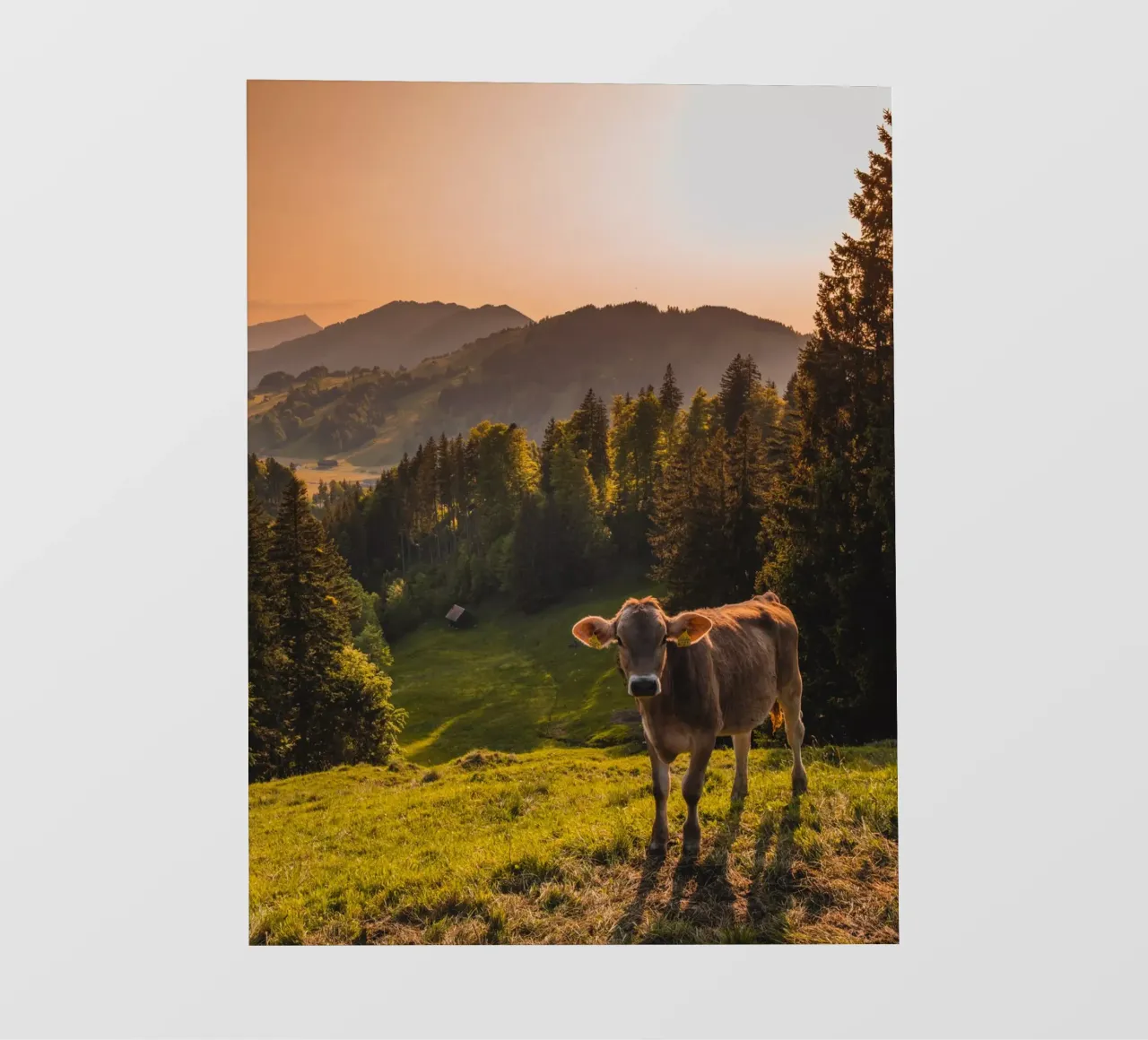 Mucca al tramonto pellicola backlit da Marcel Bisig