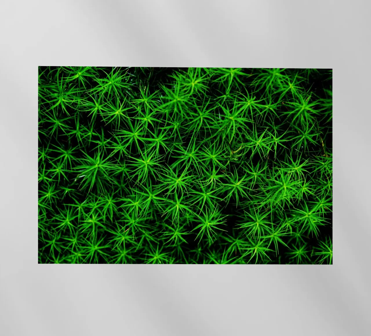 Moss pattern pellicola backlit da Fjöllart