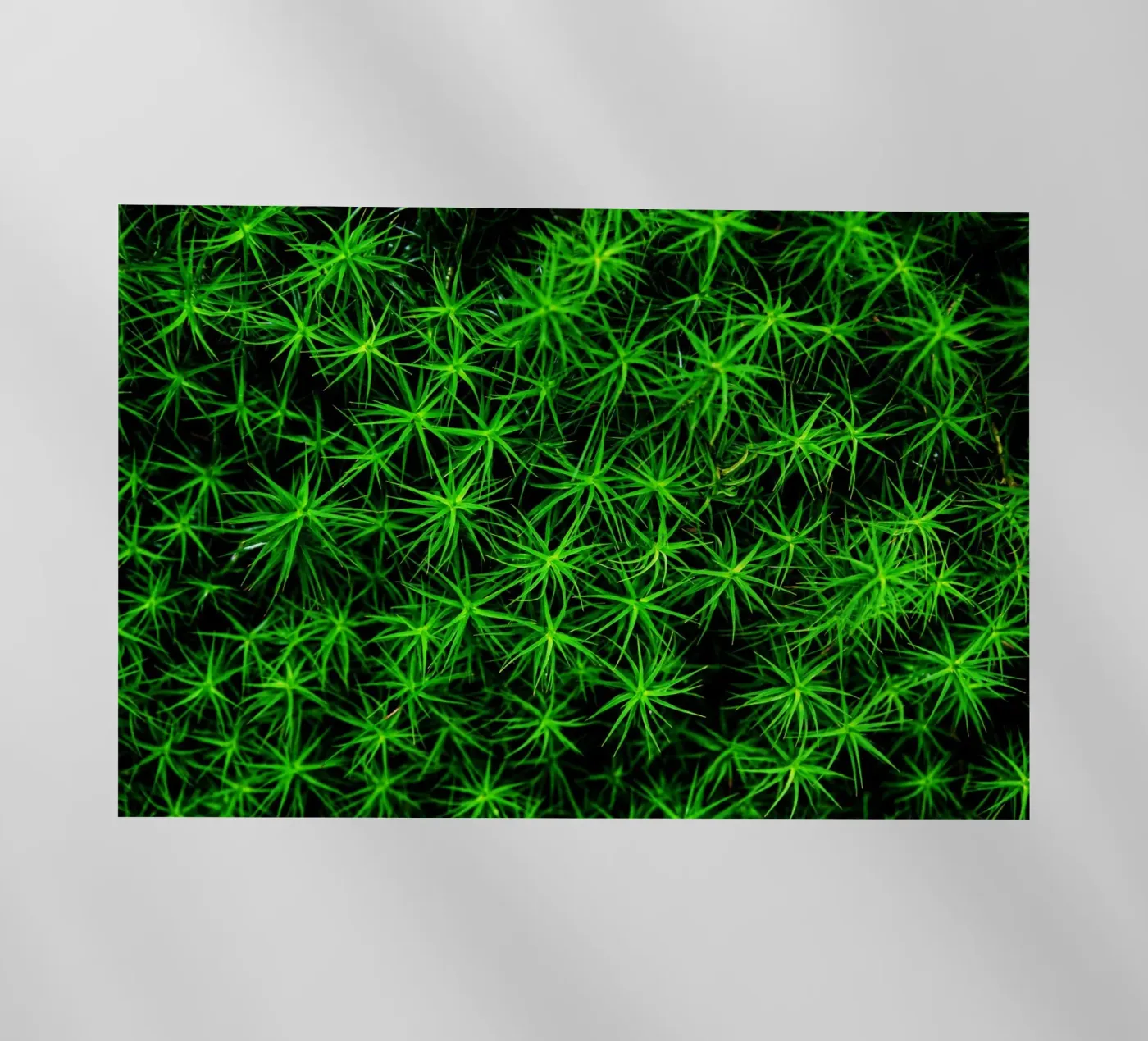 Moss pattern pellicola backlit da Fjöllart