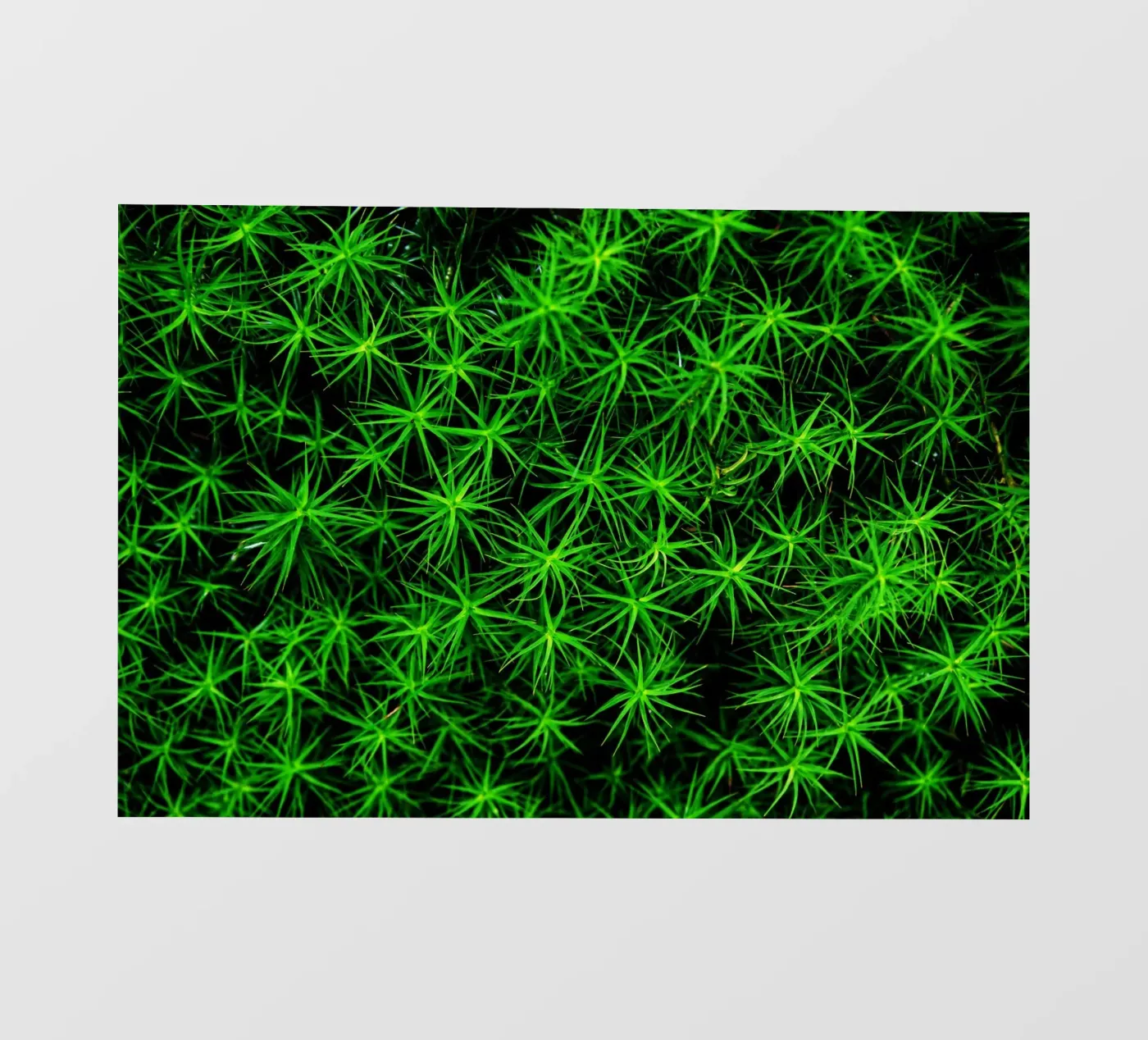 Moss pattern backlit film by Fjöllart