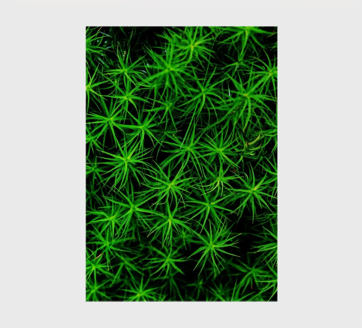 Moss pattern notitieboek van Fjöllart