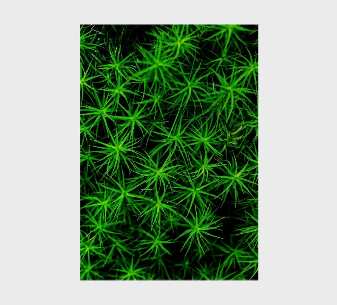 Moss pattern notebook by Fjöllart