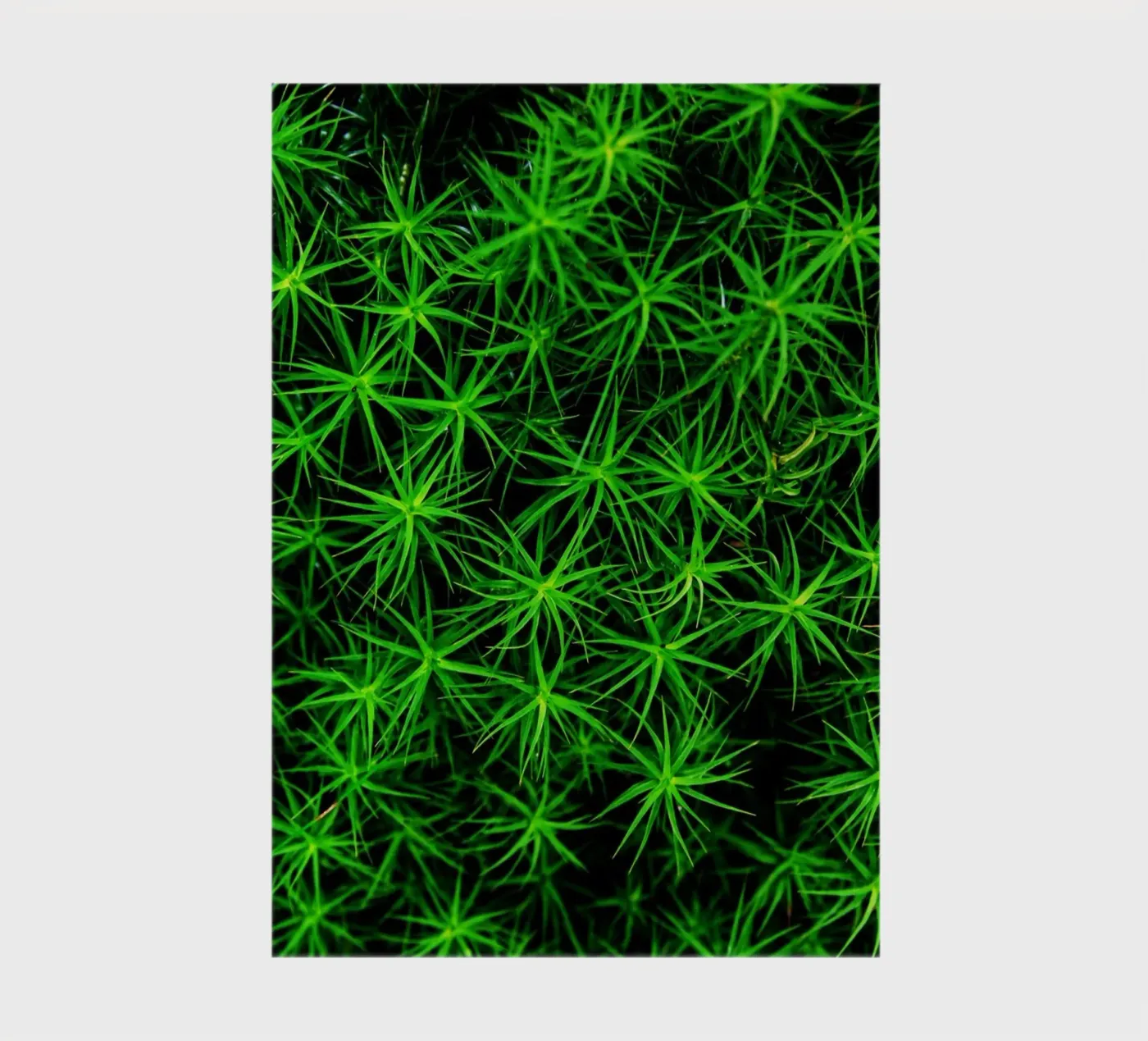 Moss pattern notitieboek van Fjöllart