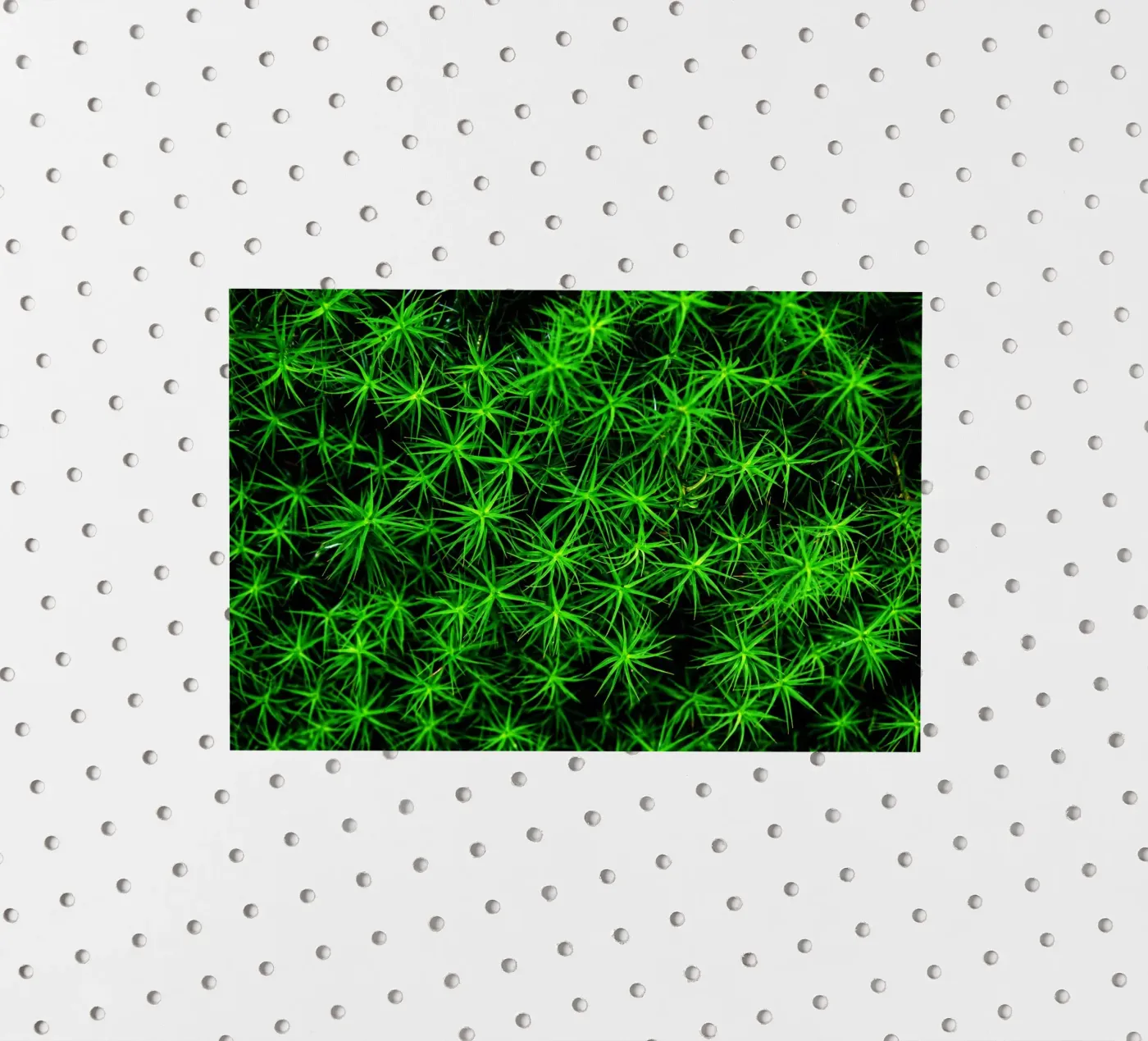 Moss pattern Sticker von Fjöllart