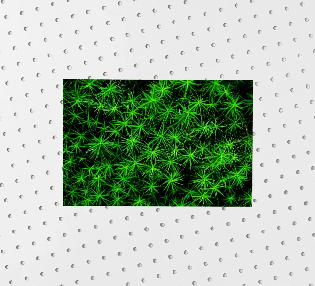 Moss pattern sticker van Fjöllart