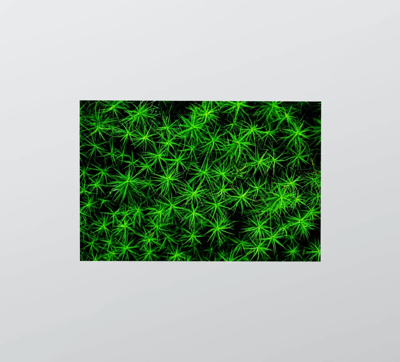 Moss pattern sticker van Fjöllart