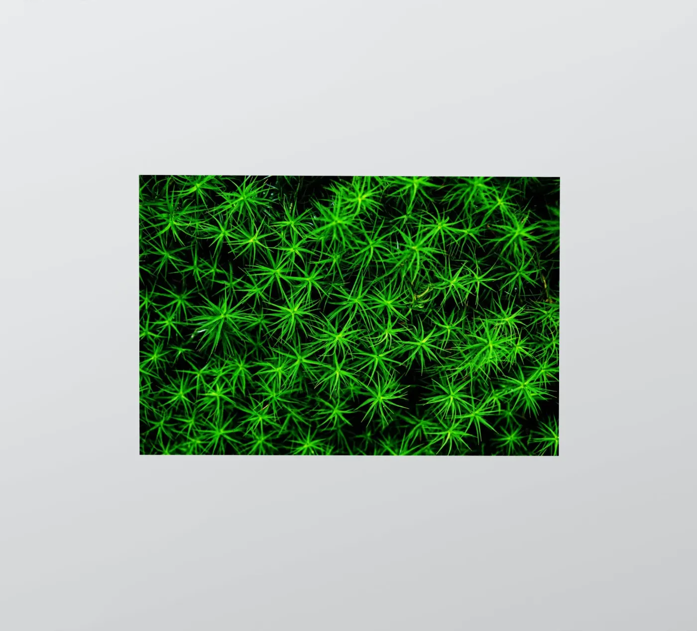 Moss pattern Sticker von Fjöllart