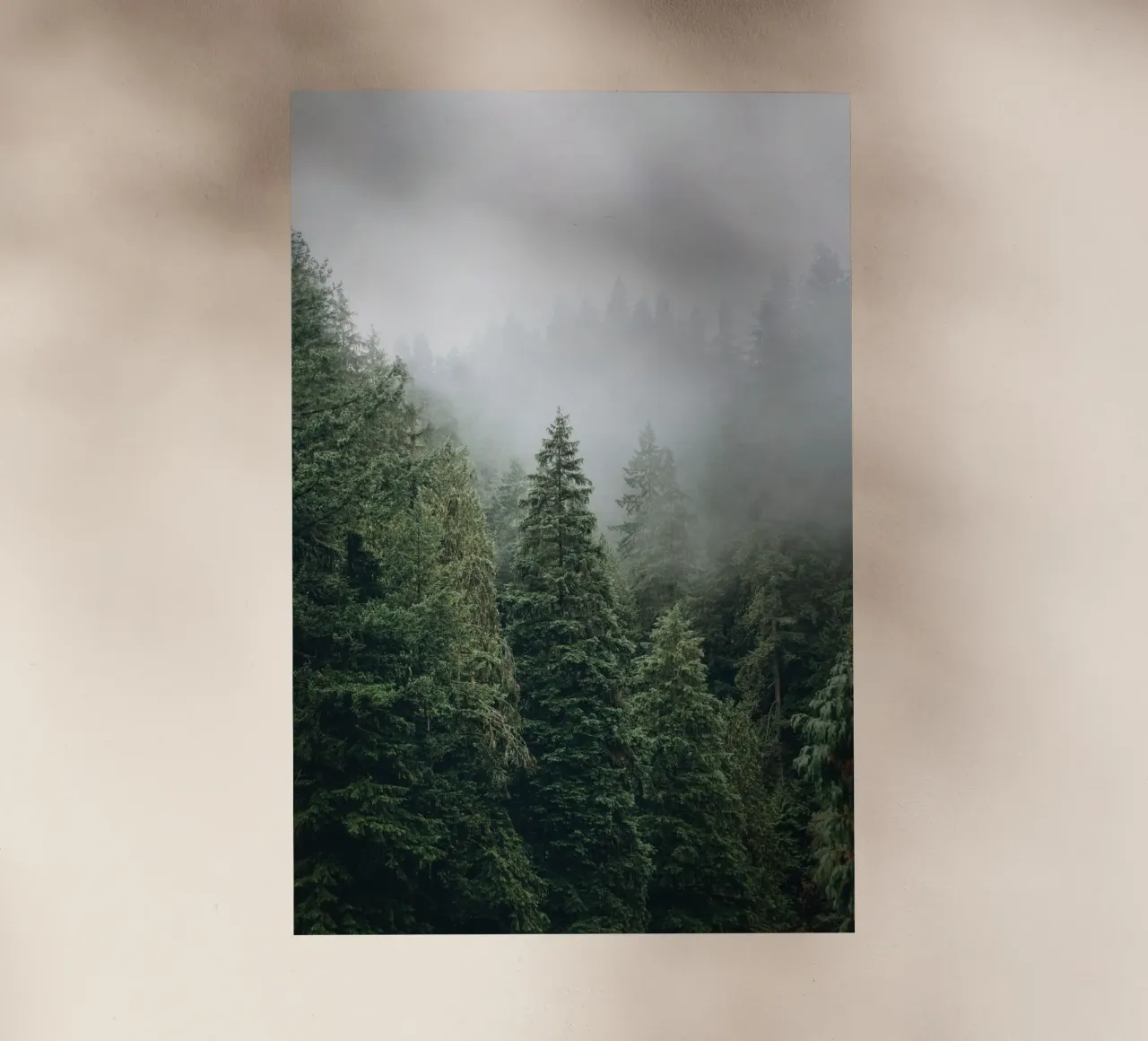 Vancouver, Canada I Foresta di abeti in una nebbia mistica pellicola backlit da Julie Travel Photography