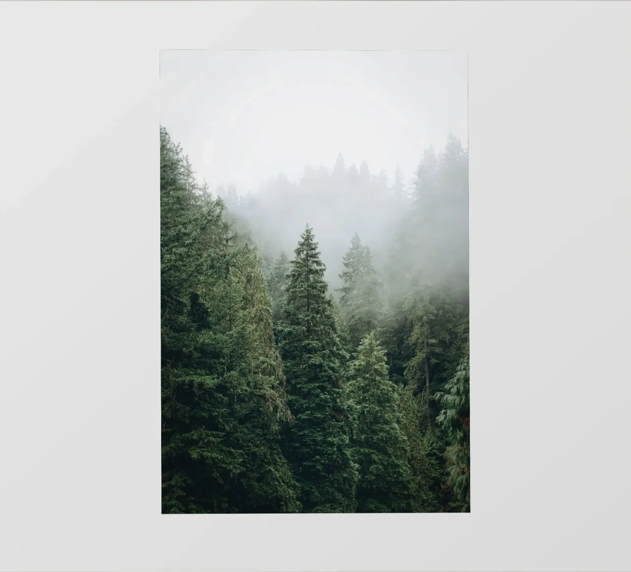 Vancouver, Canada I Foresta di abeti in una nebbia mistica pellicola backlit da Julie Travel Photography