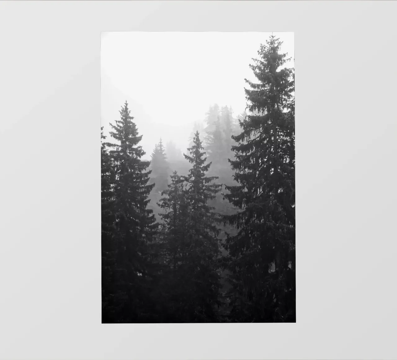 Foggy coniferous forest pellicola backlit da Fjöllart