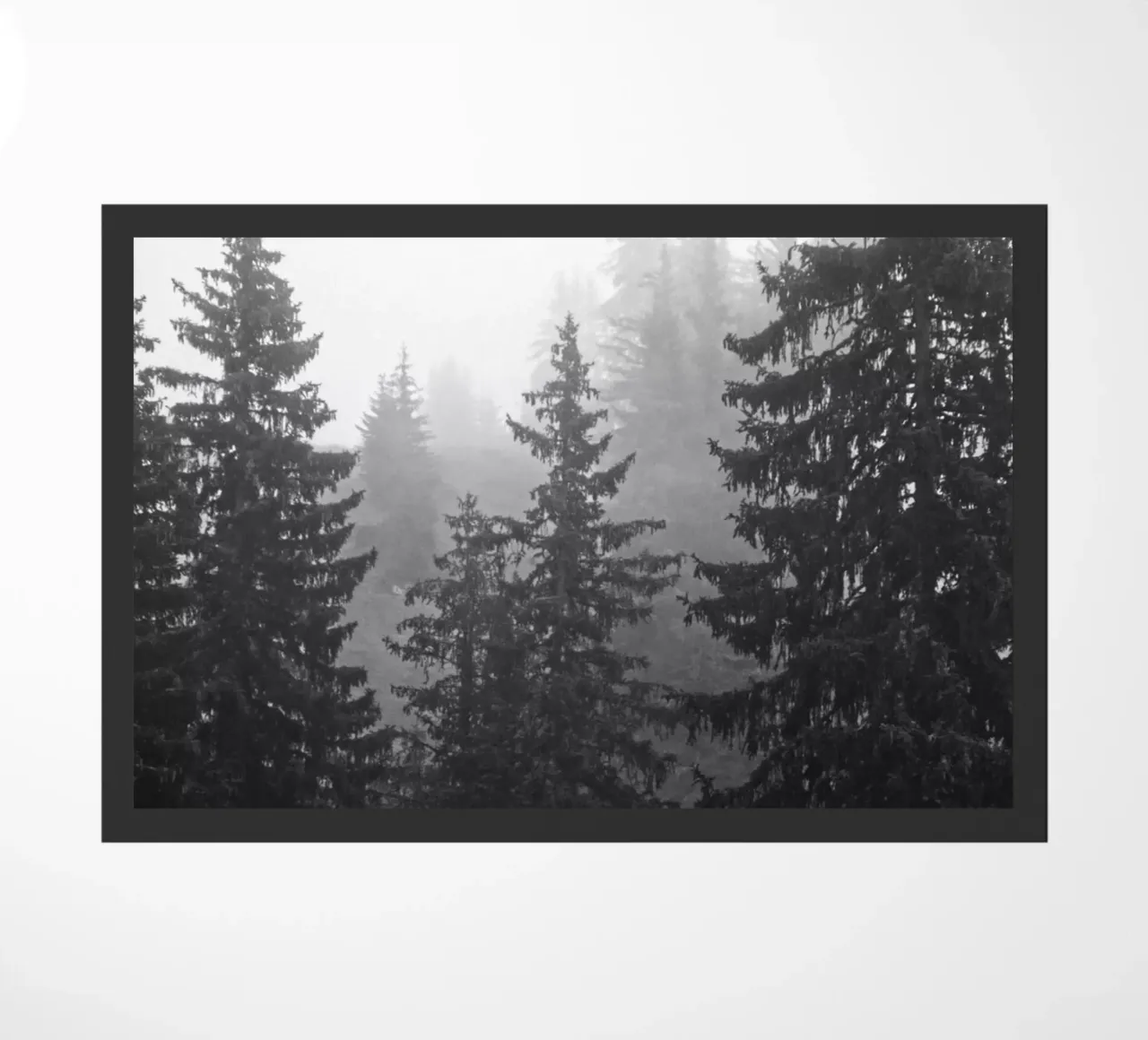 Foggy coniferous forest zerbino da Fjöllart