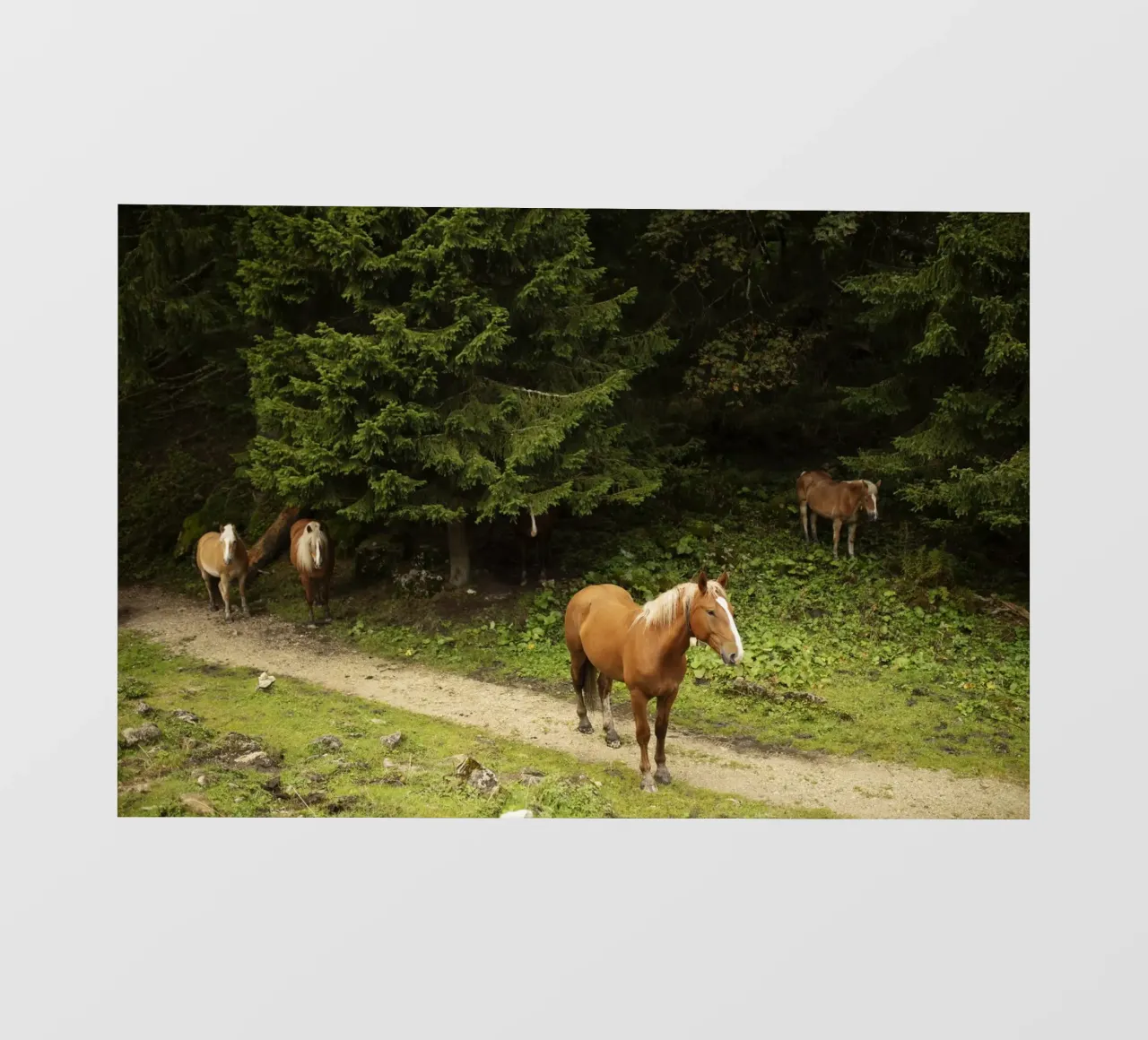 Cavalli nella foresta telo in pvc da atmospheric pictures