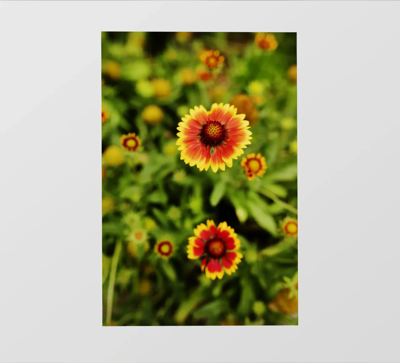 fiore d'arancio, Monaco di Baviera telo in pvc da atmospheric pictures