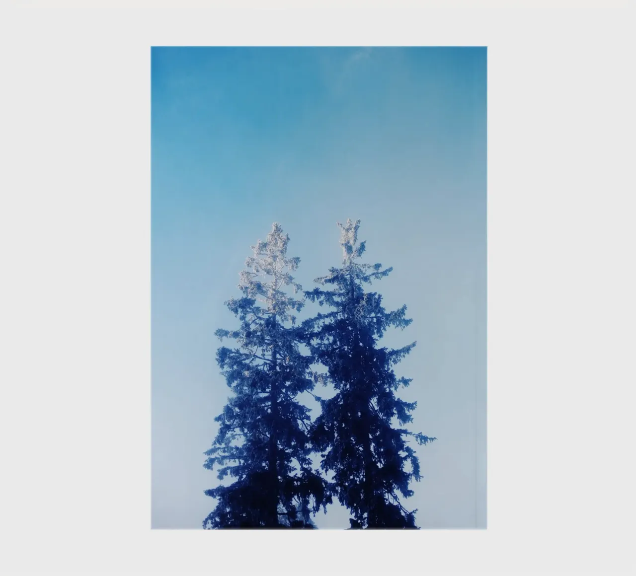 Fir trees in winter, Feldberg (Baden Württemberg) notebook by atmospheric pictures