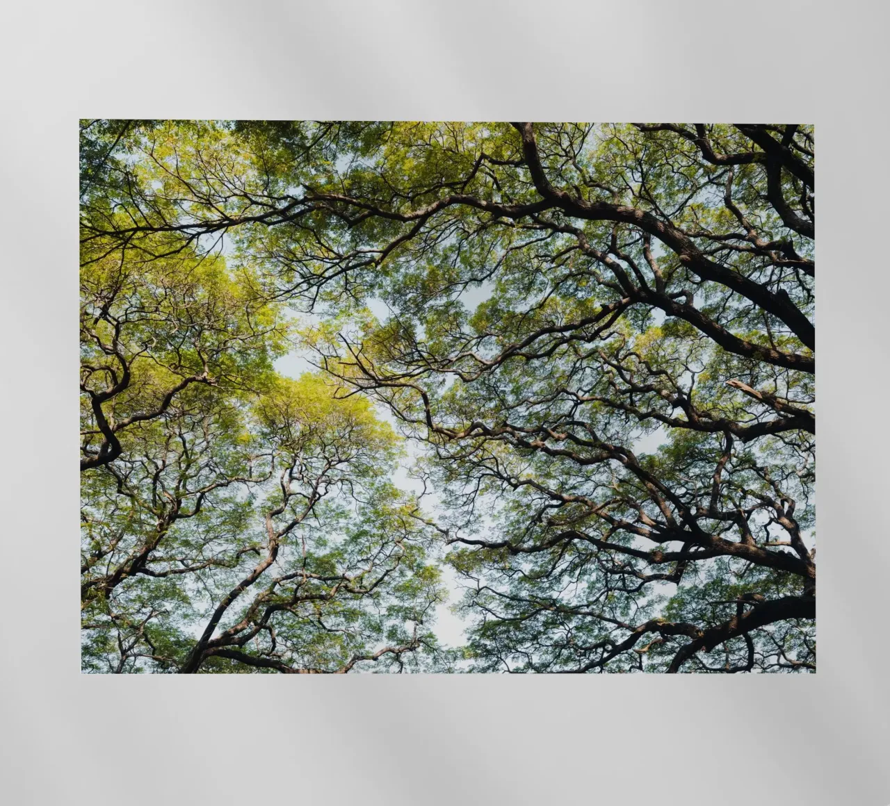 Trees in a forest in Sri Lanka pellicola backlit da photolovers