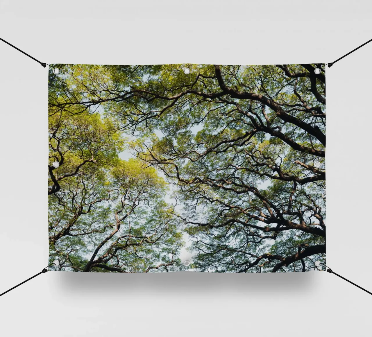 Trees in a forest in Sri Lanka telo in pvc da photolovers