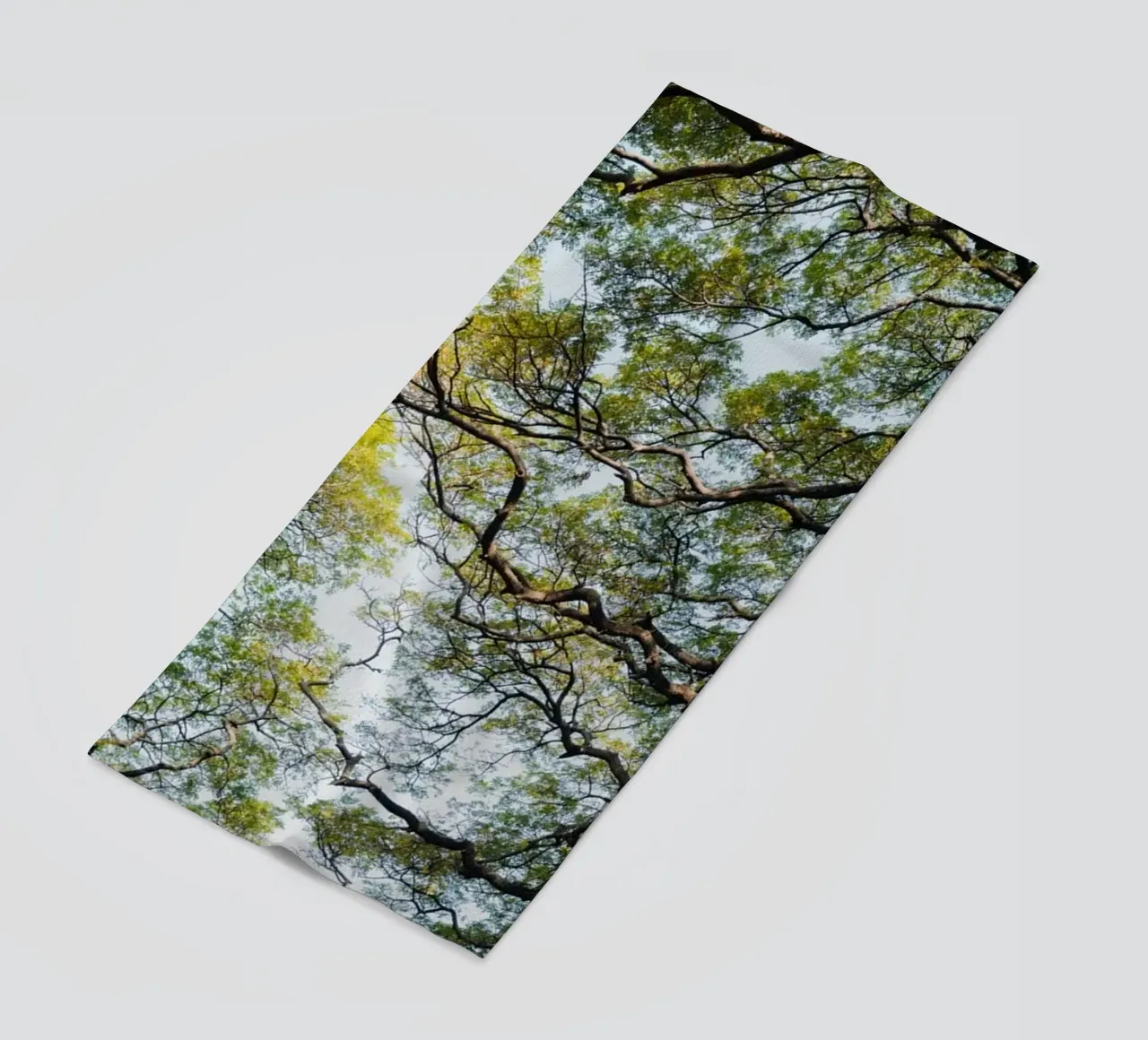 Trees in a forest in Sri Lanka telo mare da photolovers