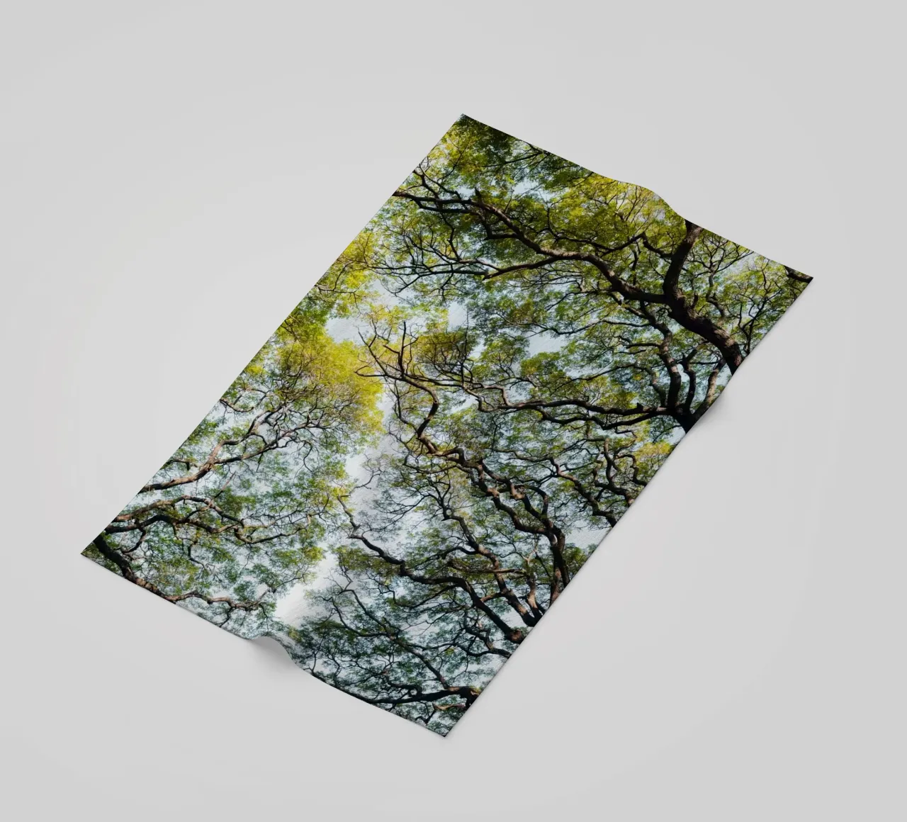 Trees in a forest in Sri Lanka telo mare da photolovers