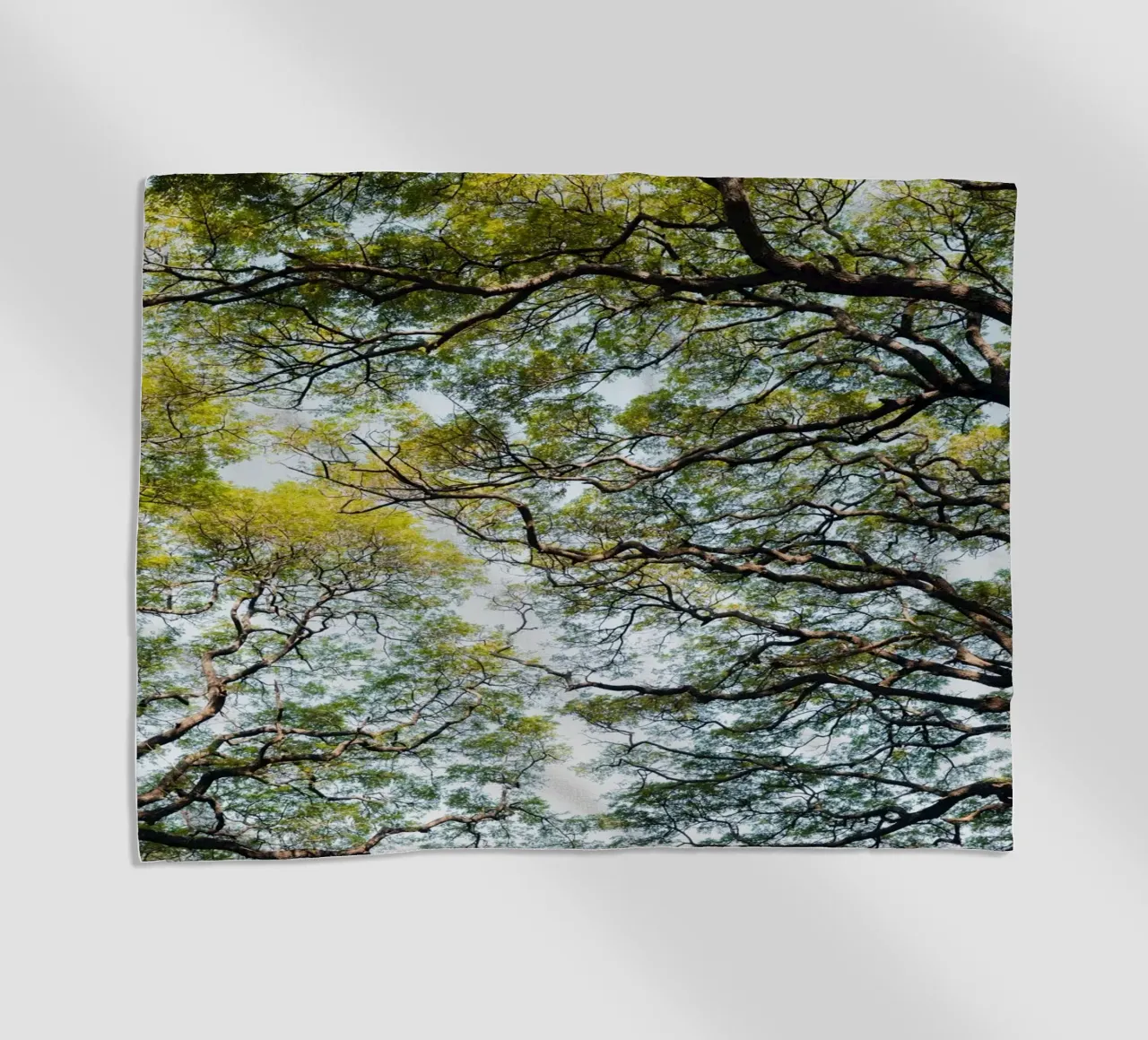 Trees in a forest in Sri Lanka telo mare da photolovers