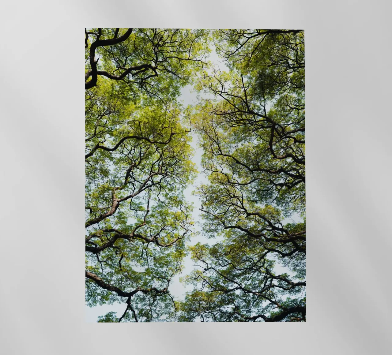 Trees in a botanical garden in Sri Lanka pellicola backlit da photolovers