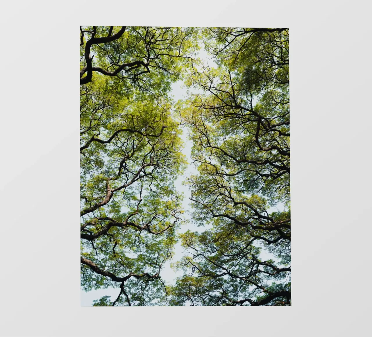 Trees in a botanical garden in Sri Lanka telo in pvc da photolovers